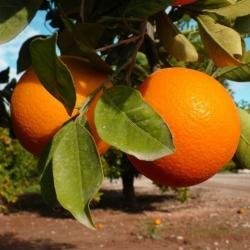 bezposredni importer CYTRUSOW z Hiszpanii