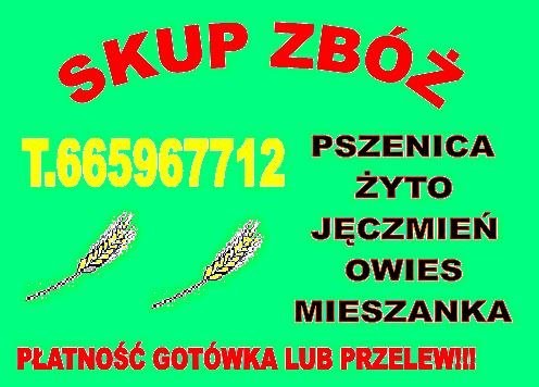 KUPIE ZYTO PSZENICE