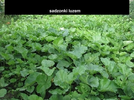 RABARBAR MALINOWY LIDER - SADZONKI — zdjęcie 4