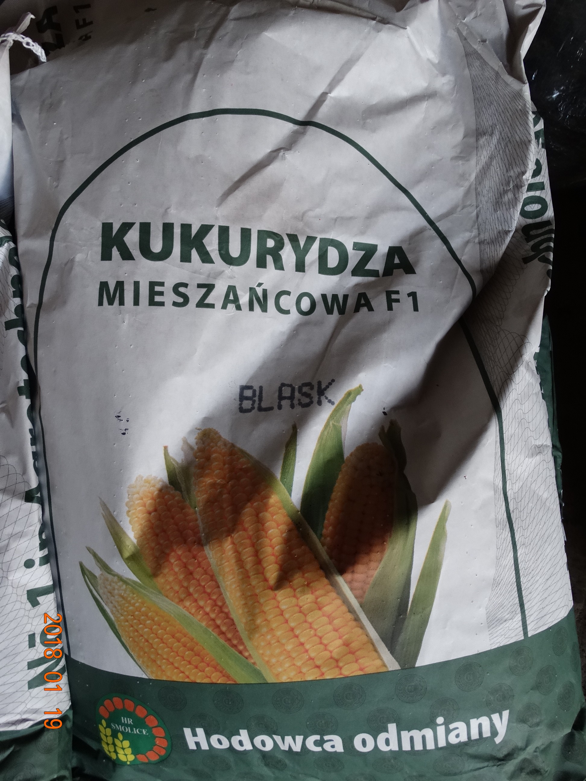 Kukurydza siewna kwalifikowana wysyłka wiele odmian — zdjęcie 4