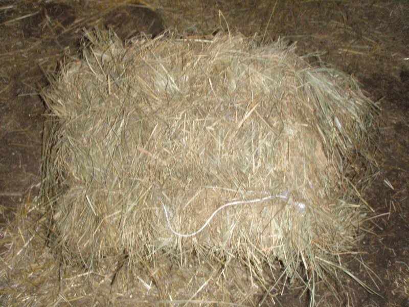 sprzedam siano w kostkach — zdjęcie 2