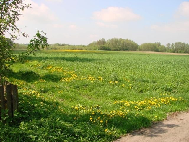 BEZPOŚREDNIO GUTKOWO SIEDLISKOWA 5000m2 — zdjęcie 4