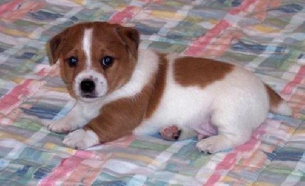 Zdrowie zarejestrowanych jack russell szczenięta d