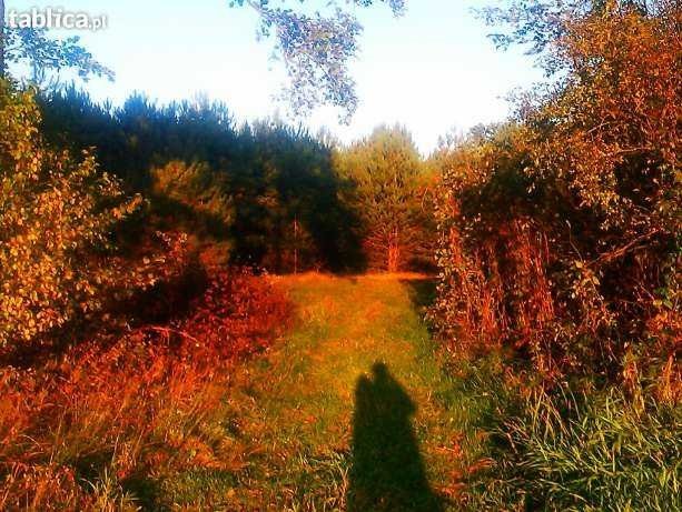 Działka Rolna w Widzówku Gm. Kruszyna 2.2100 ha — zdjęcie 5