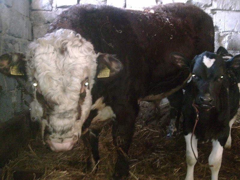 Byk mięsny z ekologicznego gospodarstwa ok 700 kg — zdjęcie 1