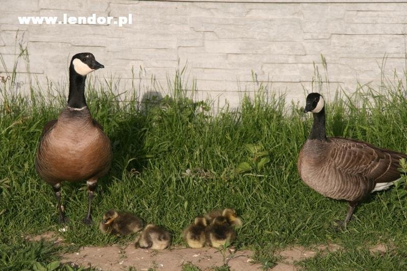 Kaczki i gęsi ozdobne — zdjęcie 4