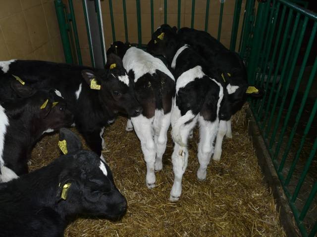 Byczki Byki Cielęta Cielaki HO 50-90 KG Okazja  — zdjęcie 3