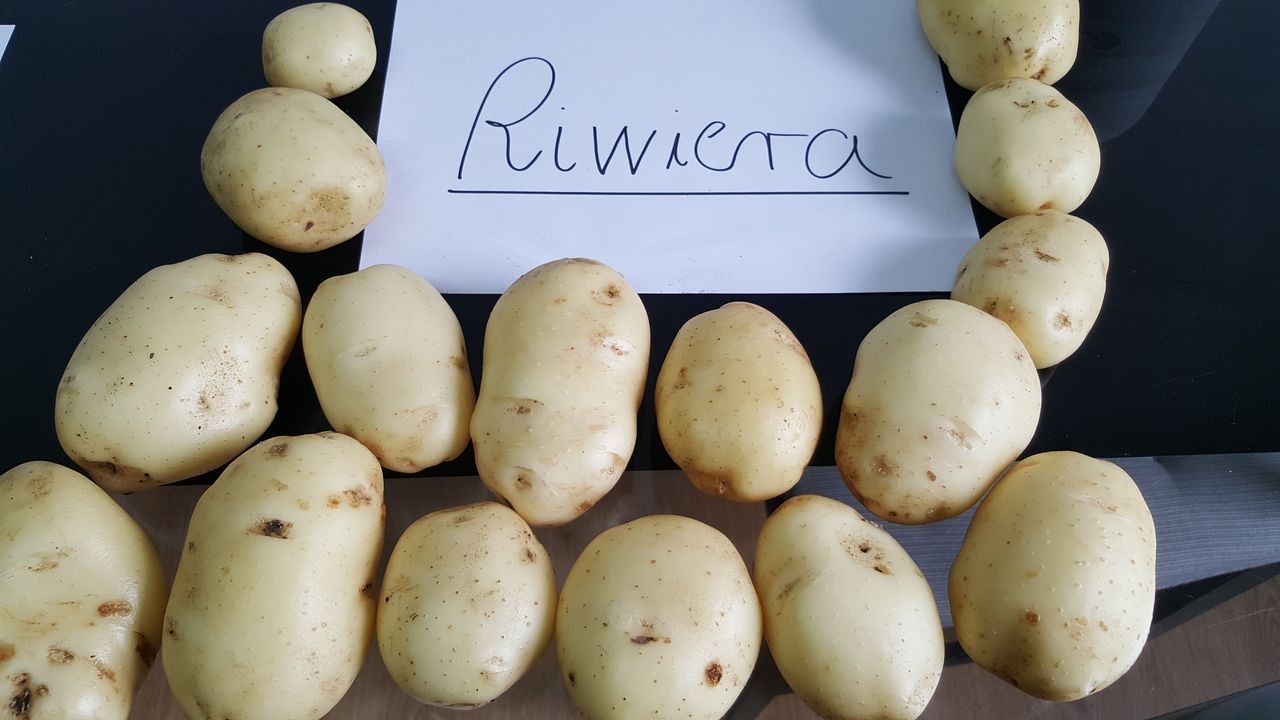 Sprzedam ziemniaki jadalne, ilości tirowe! — zdjęcie 1