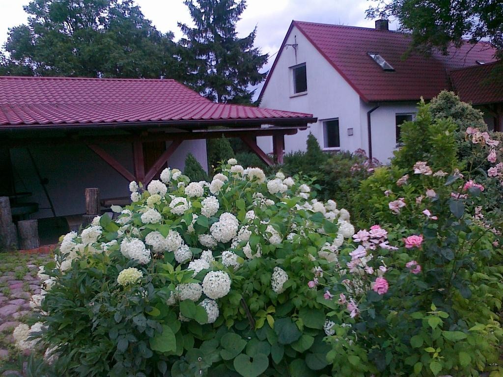 Wiejska rezydencja w hortensjach k. Bydgoszczy. — zdjęcie 2