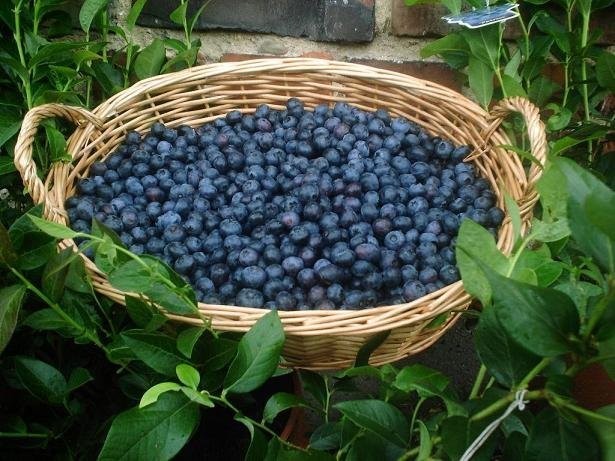Borówka w różnych odmianach i wielkościach — zdjęcie 5