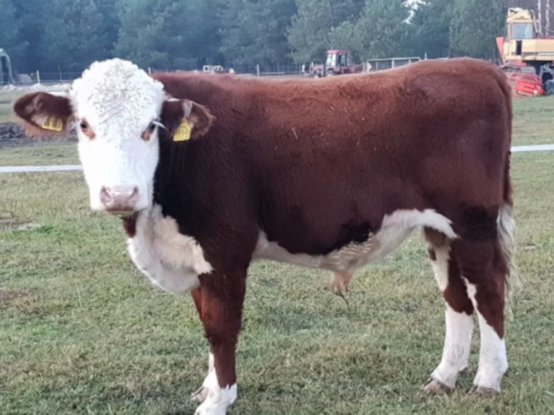 Bydło hodowlane HEREFORD — zdjęcie 5