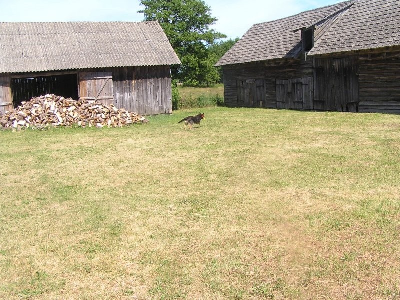 LANDWIRTSCHAFT 15ha, 150 000 EUR am Masuren, Olszt — zdjęcie 2