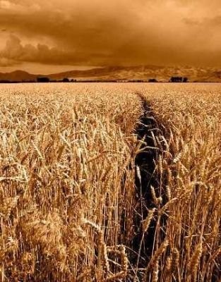Zakupie wszelkie zboża — zdjęcie 2