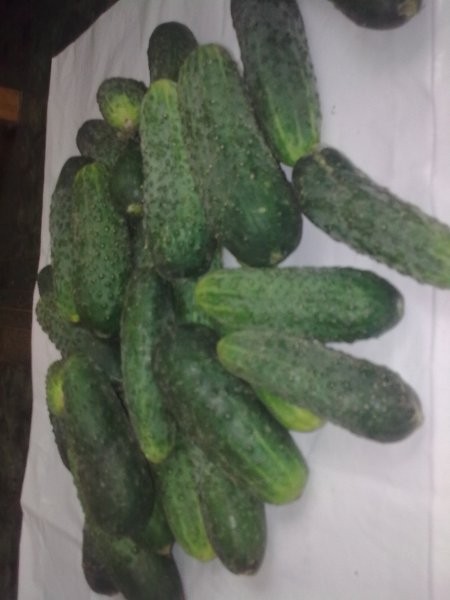 OGÓRKI GRUNTOWE 1,05 zł / kg — zdjęcie 1
