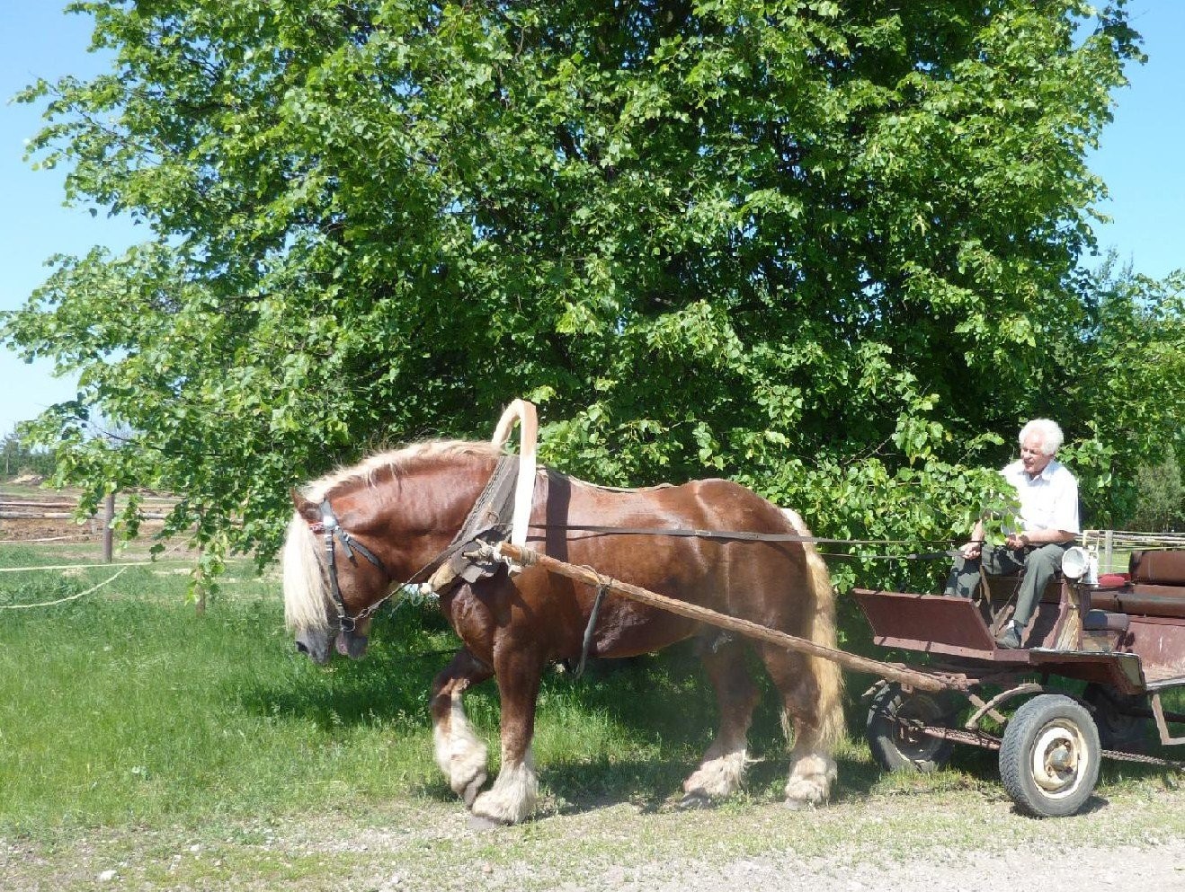 Sprzedam ogiery konie sokólskie — zdjęcie 2