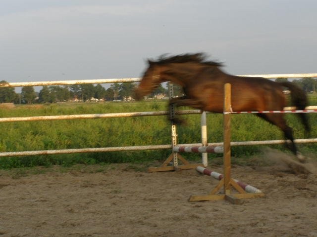 klacz 6 letni  Wlkp — zdjęcie 6