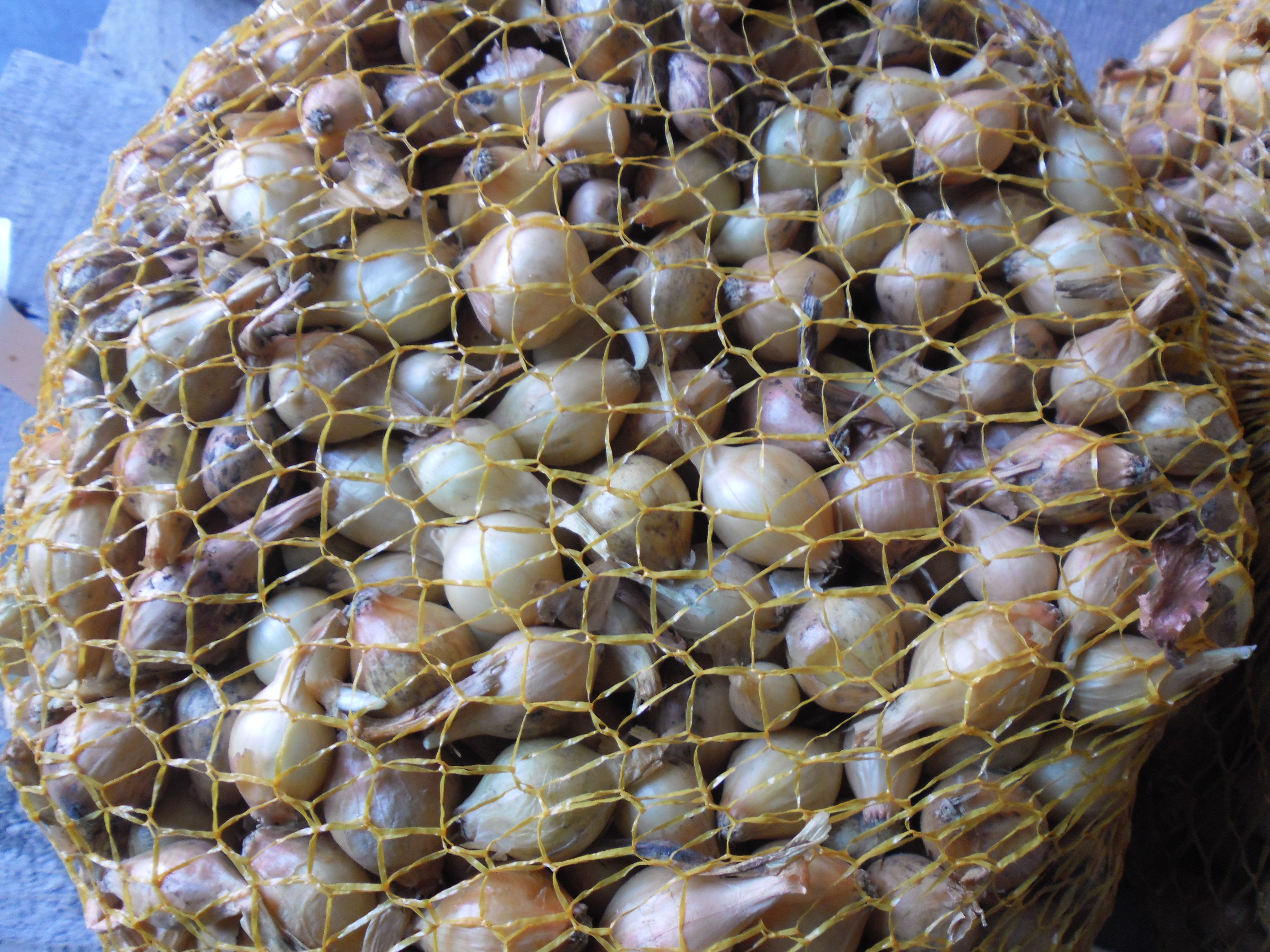 Cebula Dymka