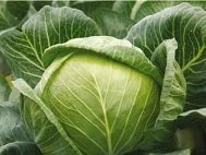 SPRZEDAM Kapustę młodą - Cabbage