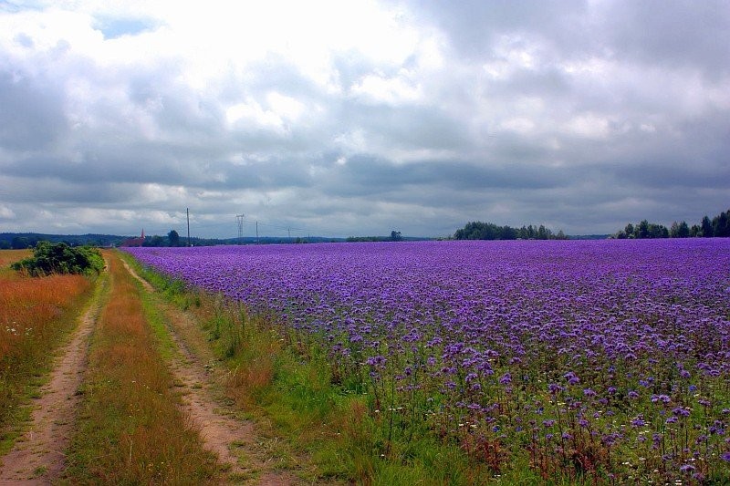 Facelia błękitna 
