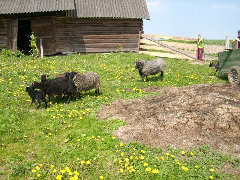 sprzedam owce wrzosówki — zdjęcie 3