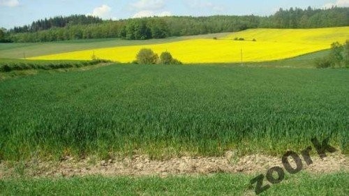 SPZREDAM DZIAŁKĘ POD ELEKTROWNIĘ WIATROWĄ — zdjęcie 1