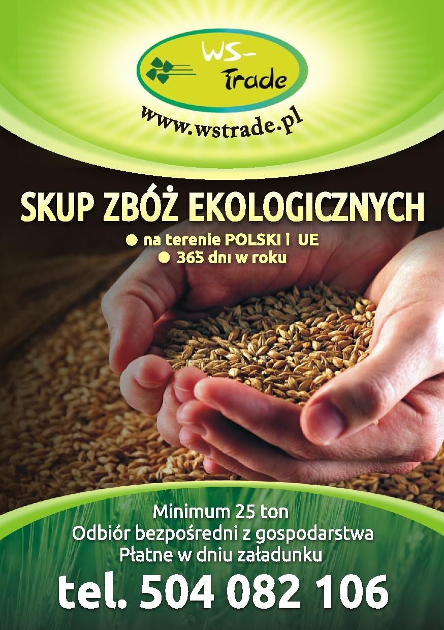 skup pszenicy- kupię pszenicę