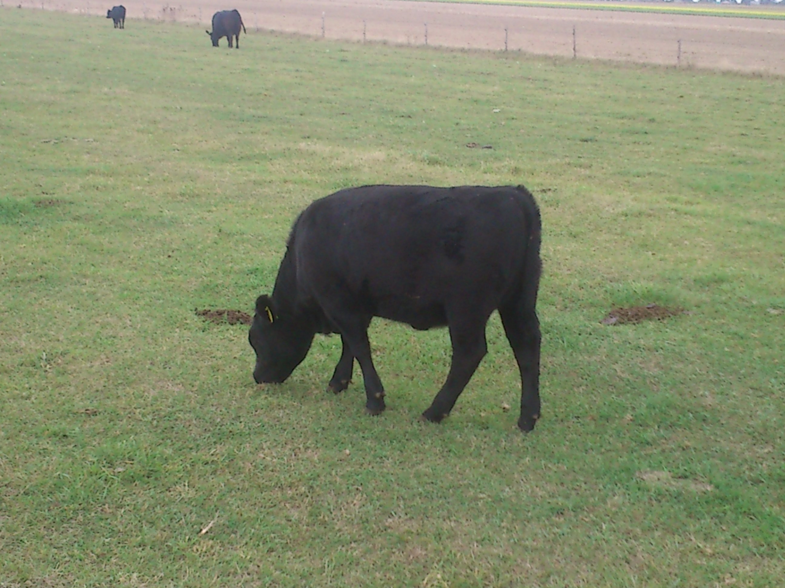 ANGUS CZARNY, byk 400kg 100%