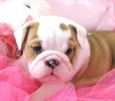 Adorable angielski buldogi szczenięta dać je do ad — zdjęcie 2