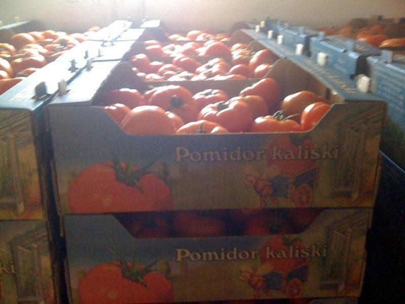 Tomatoes export, Tomatoes from Poland — zdjęcie 1