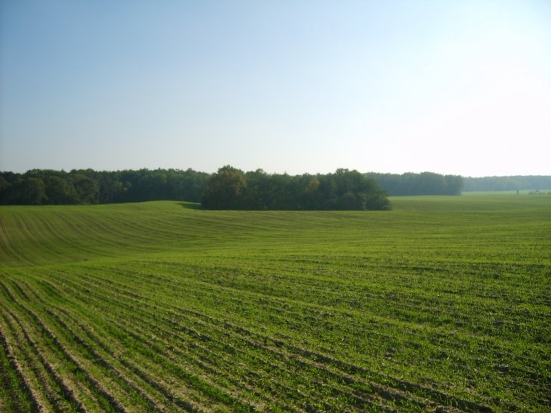 SPRZEDAM 475ha gruntów rolnych-okolice CHOSZCZNO — zdjęcie 1