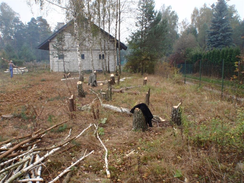 Wycinka drzew łódź, zgierz, ozorków, brzeziny, and — zdjęcie 1