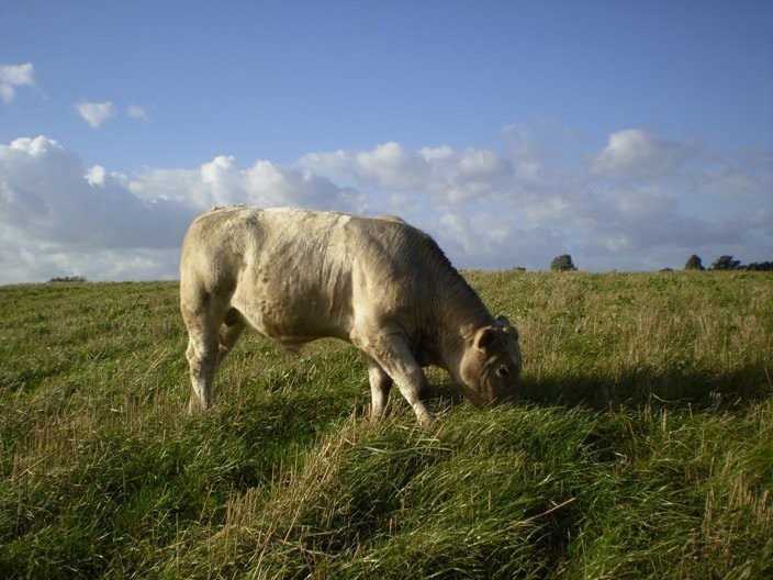 CIELĘTA MIĘSNE RASY CHAROLAIS 100%