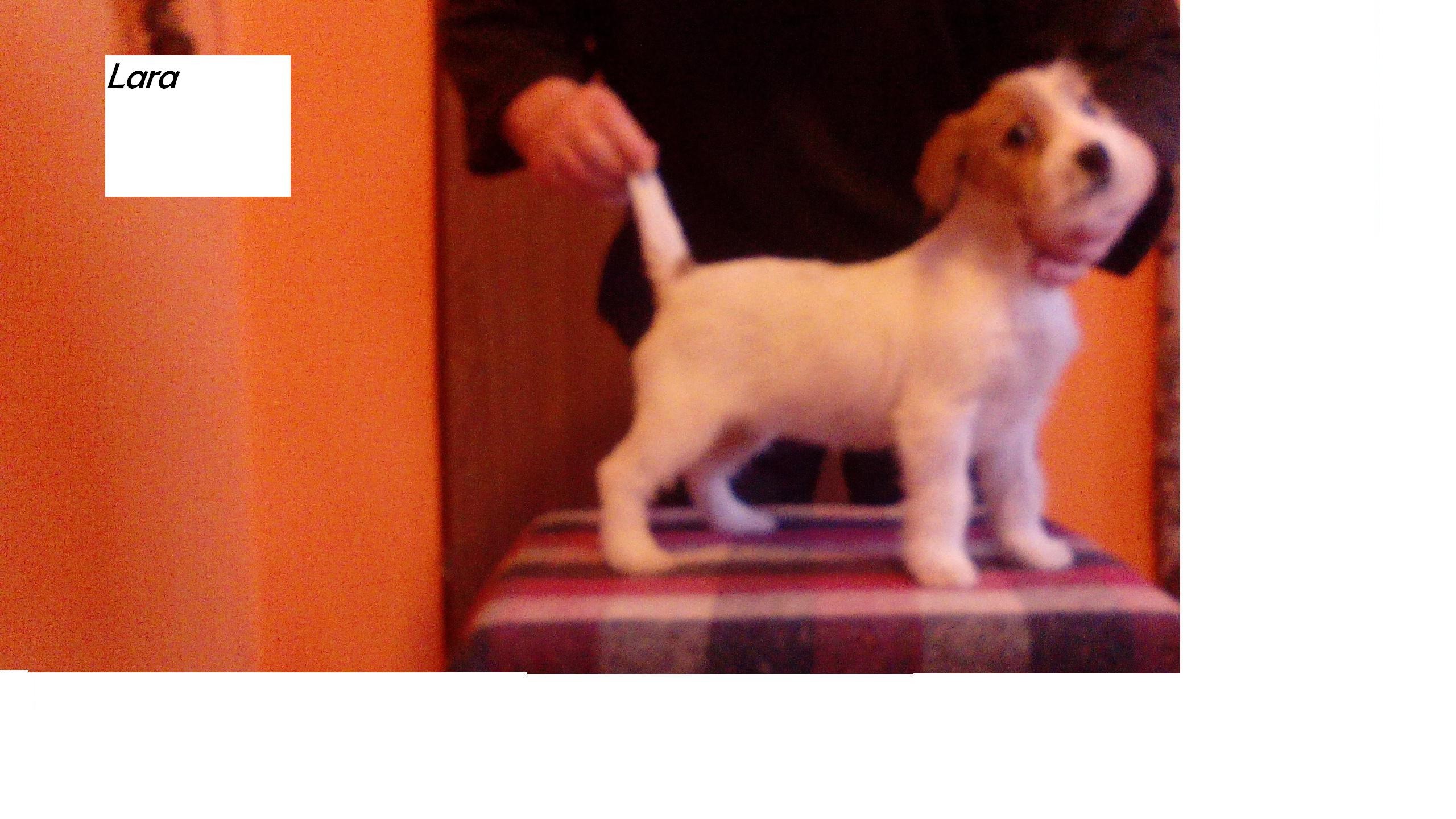 Jack Russell Terrier — zdjęcie 6