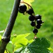 HACCP wszystkie  podmioty, ISO 9001 i 22000, PN-N 18001, GMPplus