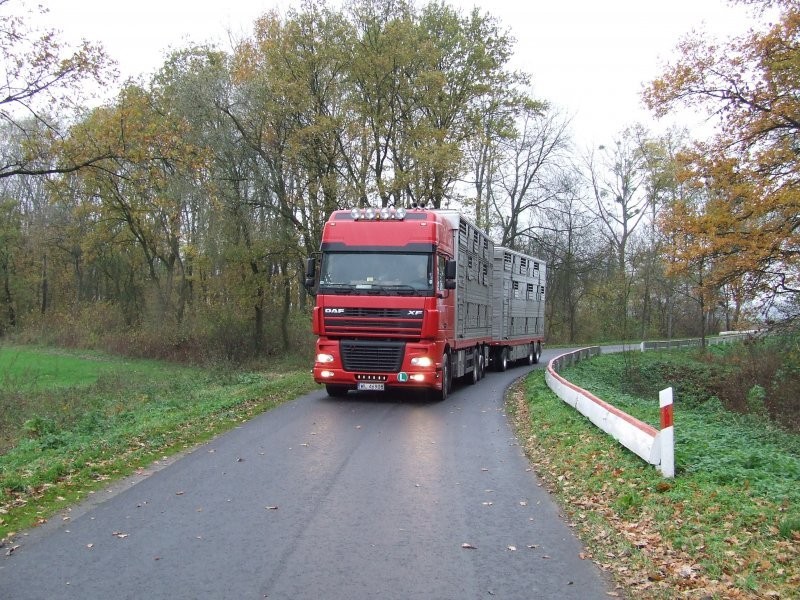 Transport żywych zwierząt — zdjęcie 1