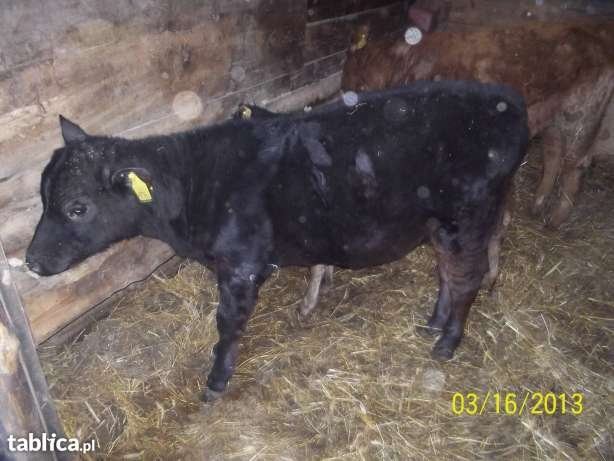 Sprzedaż jałówek rasy limousine angus i mieszance — zdjęcie 4