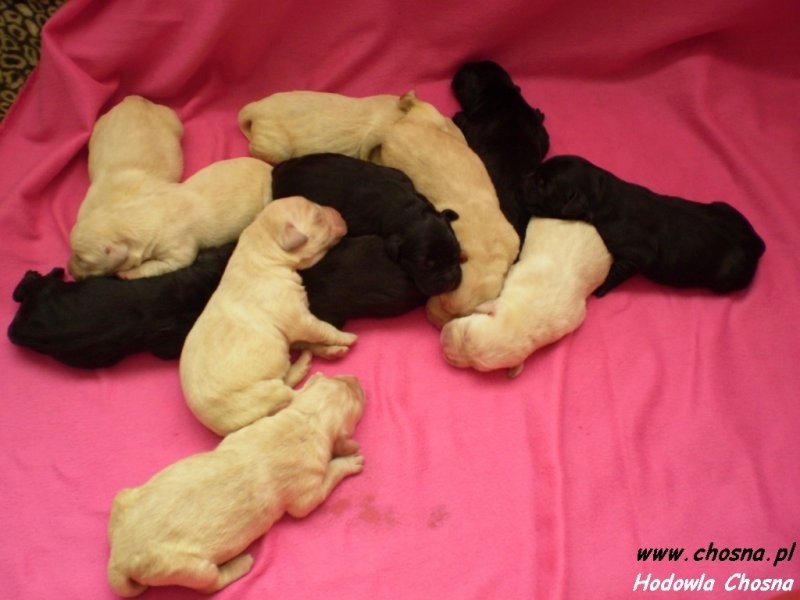 Labrador Retriever szczeniaki z rodowodem — zdjęcie 2