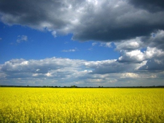 kupię rzepak