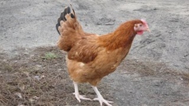Sprzedam młode kury nioski 19 tyg. — zdjęcie 2