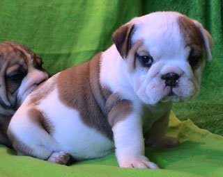 Angielski bulldog szczenięta do przyjęcia — zdjęcie 1