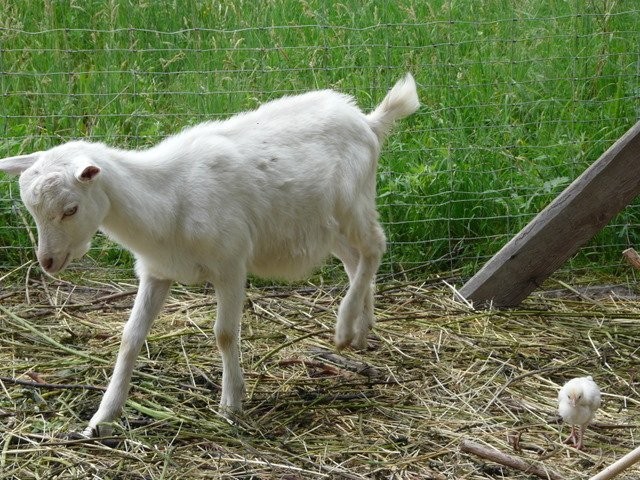 Koziołki 4-miesięczne — zdjęcie 2