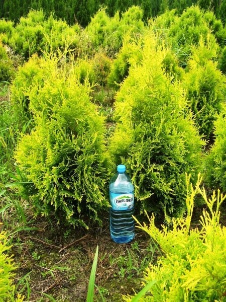 Żywotnik (thuja)- różne odmiany — zdjęcie 1