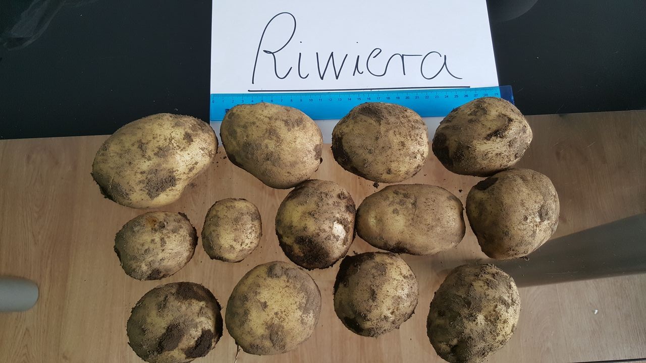 Sprzedam ziemniaki jadalne, ilości tirowe! — zdjęcie 3