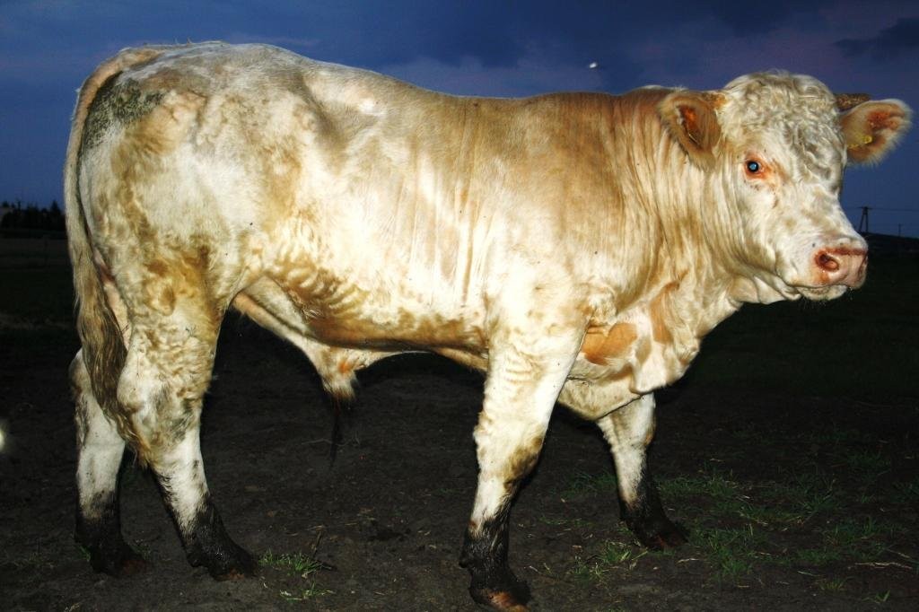 Buhaj hodowlany Charolaise