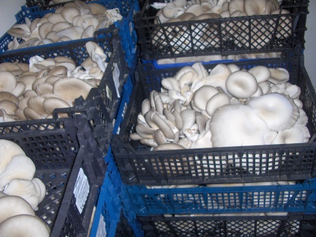 boczniak boczniaka produkcja całoroczna nawiąże stałą współprace z odb — zdjęcie 1