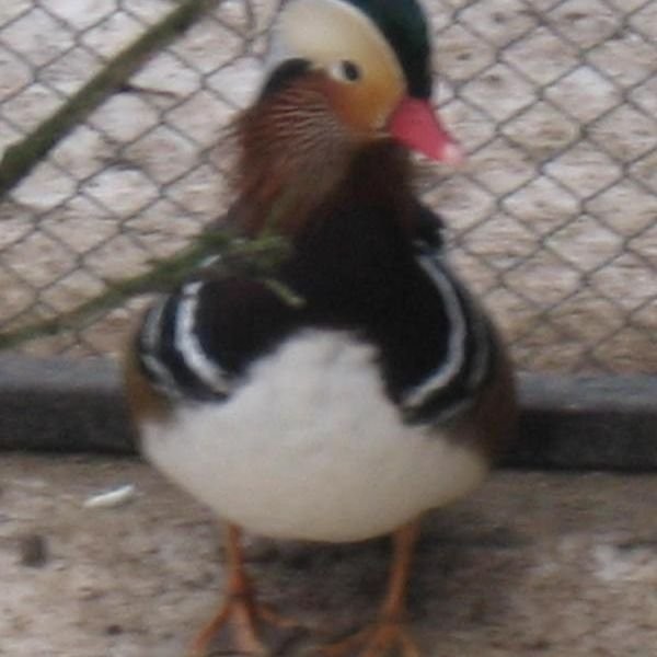Kaczki mandrarynki