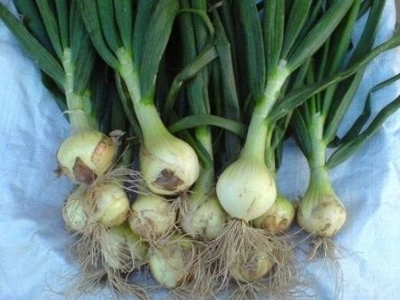 CEBULĘ KONSUMPCYJNĄ SPRZEDAM-CEBULA ZIMOWA-OZIMA-ZIMÓWKA-KONSUMPCYJNA — zdjęcie 2