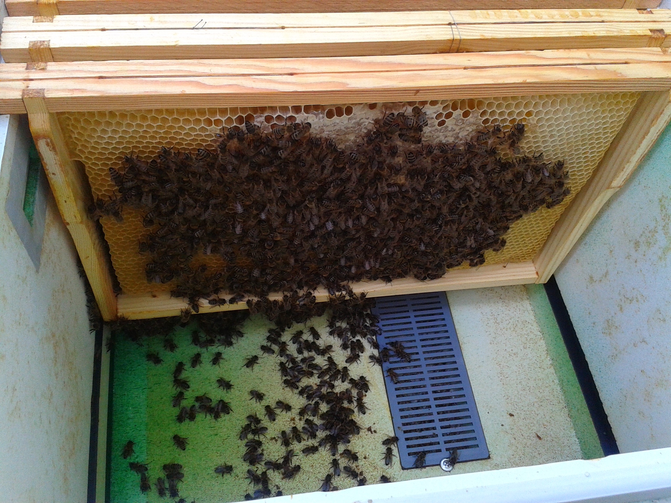 Odkłady pszczele, matki — zdjęcie 1
