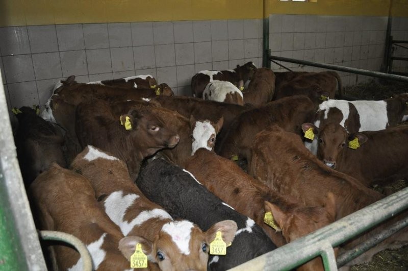 BYCZKI MIĘSNE CAŁY KRAJ NAJWIEKSZY WYBÓR — zdjęcie 2