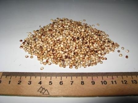 sprzedam sorgo